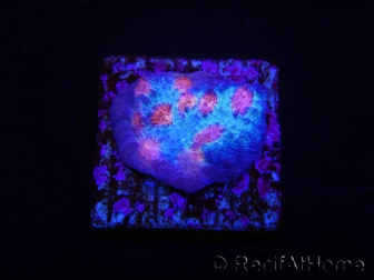 WYSIWYG - RAH Mycedium Ladybug 21F2