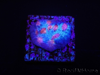 WYSIWYG - RAH Mycedium Ladybug 21F2