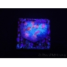 WYSIWYG - RAH Mycedium Ladybug 21F2