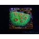 WYSIWYG - RAH Echinophyllia Bubble Gum Monster 21A5