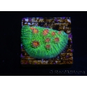 WYSIWYG - RAH Echinophyllia Bubble Gum Monster 21A5