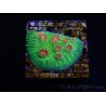 WYSIWYG - RAH Echinophyllia Bubble Gum Monster 21A5