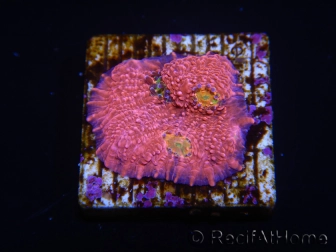 WYSIWYG - RAH Echinophyllia Barbie Girl 21A9