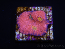 WYSIWYG - RAH Echinophyllia Barbie Girl 21A9