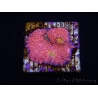 WYSIWYG - RAH Echinophyllia Barbie Girl 21A9