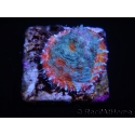 WYSIWYG - RAH Echinophyllia Kaleidoscope 21C7