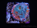 WYSIWYG - RAH Echinophyllia Kaleidoscope 21C7