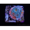 WYSIWYG - RAH Echinophyllia Kaleidoscope 21C7