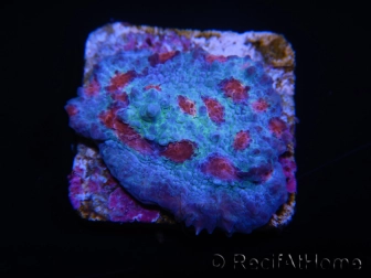 WYSIWYG - RAH Mycedium Ladybug 21F1