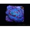 WYSIWYG - RAH Mycedium Ladybug 21F1