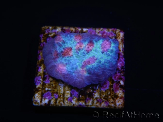 WYSIWYG - RAH Mycedium Ladybug 21F2