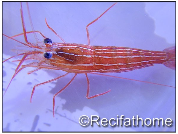 Lysmata vittata
