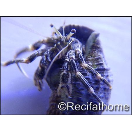 Calcinus sp