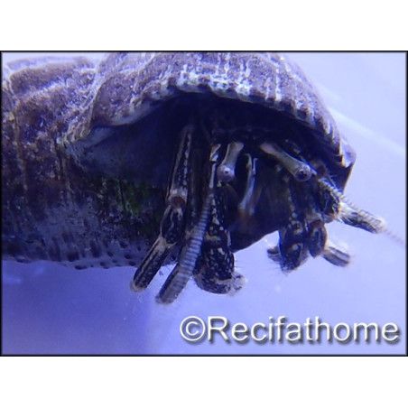 Calcinus sp taille m