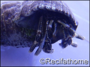 Calcinus sp taille m