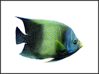 Pomacanthus semicirculatus juv