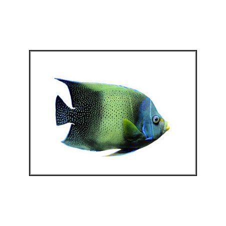 Pomacanthus semicirculatus juv