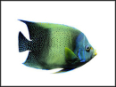 Pomacanthus semicirculatus juv