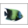 Pomacanthus semicirculatus juv