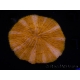 WYSIWYG - Cycloseris sp Orange 14 (6 cm)