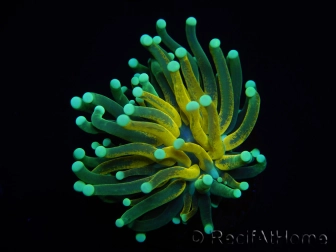 WYSIWYG - Euphyllia glabrescens ULTRA Tiger Torch (Mariculture acclimaté sous LED) 2