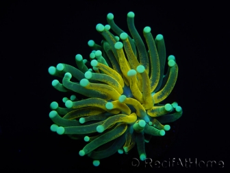 WYSIWYG - Euphyllia glabrescens ULTRA Tiger Torch (Mariculture acclimaté sous LED) 2