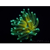WYSIWYG - Euphyllia glabrescens ULTRA Tiger Torch (Mariculture acclimaté sous LED) 2