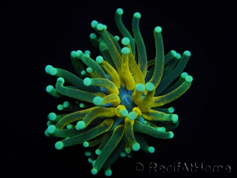 WYSIWYG - Euphyllia glabrescens ULTRA Tiger Torch (Mariculture acclimaté sous LED) 2
