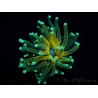 WYSIWYG - Euphyllia glabrescens ULTRA Tiger Torch (Mariculture acclimaté sous LED) 2