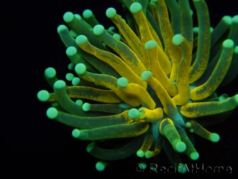 WYSIWYG - Euphyllia glabrescens ULTRA Tiger Torch (Mariculture acclimaté sous LED) 2