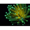 WYSIWYG - Euphyllia glabrescens ULTRA Tiger Torch (Mariculture acclimaté sous LED) 2