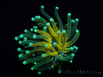 WYSIWYG - Euphyllia glabrescens ULTRA Tiger Torch (Mariculture acclimaté sous LED) 2