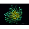 WYSIWYG - Euphyllia glabrescens ULTRA Tiger Torch (Mariculture acclimaté sous LED) 2