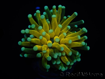 WYSIWYG - Euphyllia glabrescens ULTRA Tiger Torch (Mariculture acclimaté sous LED) 3