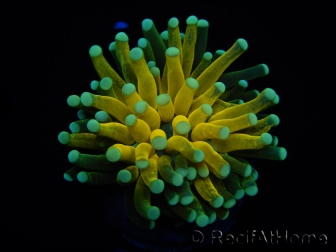 WYSIWYG - Euphyllia glabrescens ULTRA Tiger Torch (Mariculture acclimaté sous LED) 3