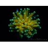 WYSIWYG - Euphyllia glabrescens ULTRA Tiger Torch (Mariculture acclimaté sous LED) 3