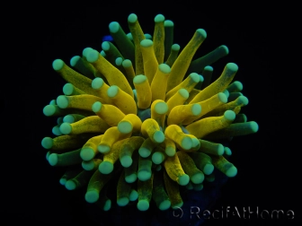 WYSIWYG - Euphyllia glabrescens ULTRA Tiger Torch (Mariculture acclimaté sous LED) 3