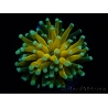 WYSIWYG - Euphyllia glabrescens ULTRA Tiger Torch (Mariculture acclimaté sous LED) 3