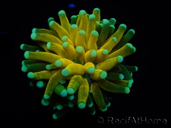WYSIWYG - Euphyllia glabrescens ULTRA Tiger Torch (Mariculture acclimaté sous LED) 3