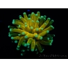 WYSIWYG - Euphyllia glabrescens ULTRA Tiger Torch (Mariculture acclimaté sous LED) 3