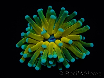 WYSIWYG - Euphyllia glabrescens ULTRA Tiger Torch (Mariculture acclimaté sous LED) 4