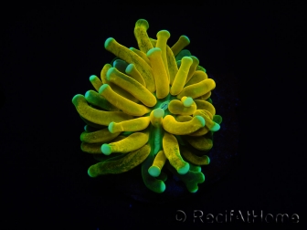 WYSIWYG - Euphyllia glabrescens ULTRA Tiger Torch (Mariculture acclimaté sous LED) 5