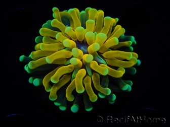 WYSIWYG - Euphyllia glabrescens ULTRA Tiger Torch (Mariculture acclimaté sous LED) 6