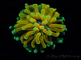 WYSIWYG - Euphyllia glabrescens ULTRA Tiger Torch (Mariculture acclimaté sous LED) 6