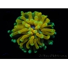 WYSIWYG - Euphyllia glabrescens ULTRA Tiger Torch (Mariculture acclimaté sous LED) 6