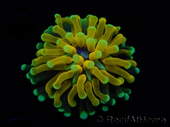 WYSIWYG - Euphyllia glabrescens ULTRA Tiger Torch (Mariculture acclimaté sous LED) 6
