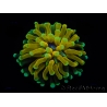 WYSIWYG - Euphyllia glabrescens ULTRA Tiger Torch (Mariculture acclimaté sous LED) 6