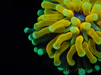 WYSIWYG - Euphyllia glabrescens ULTRA Tiger Torch (Mariculture acclimaté sous LED) 6