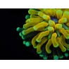 WYSIWYG - Euphyllia glabrescens ULTRA Tiger Torch (Mariculture acclimaté sous LED) 6
