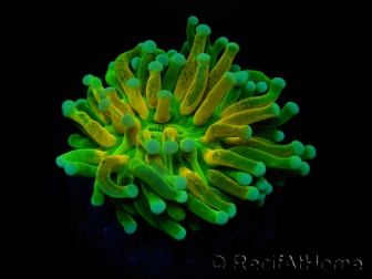 WYSIWYG - Euphyllia glabrescens ULTRA Tiger Torch (Mariculture acclimaté sous LED) 7